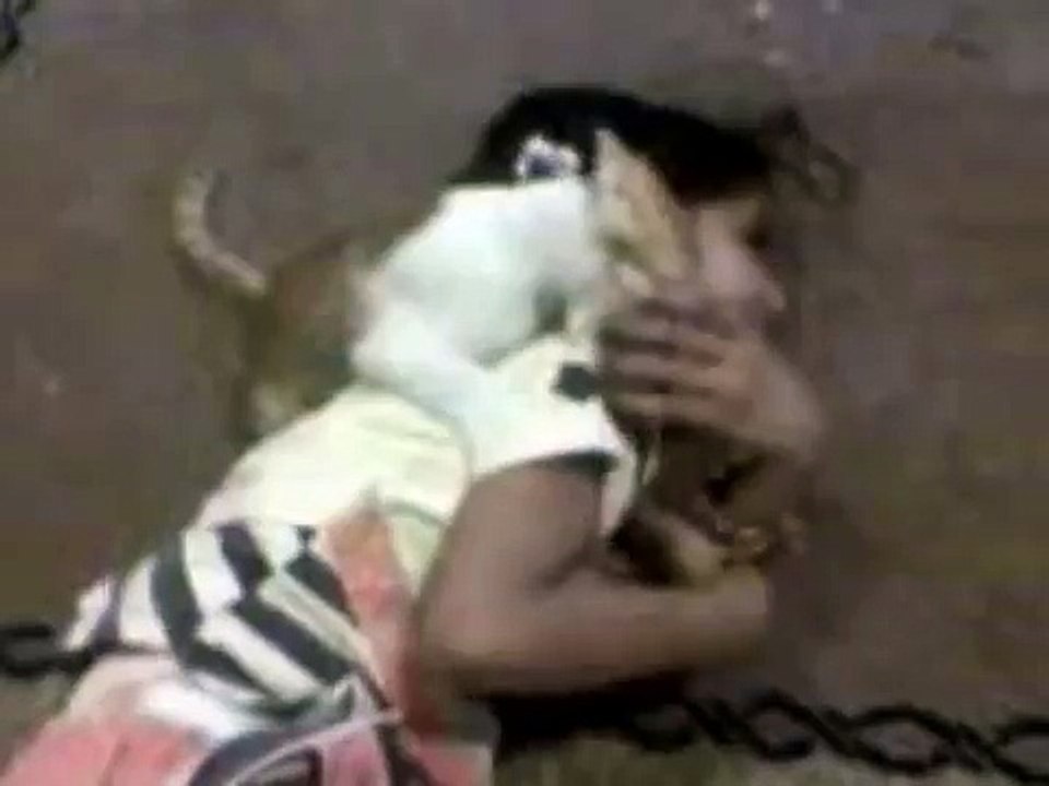اسد يفترس طفله