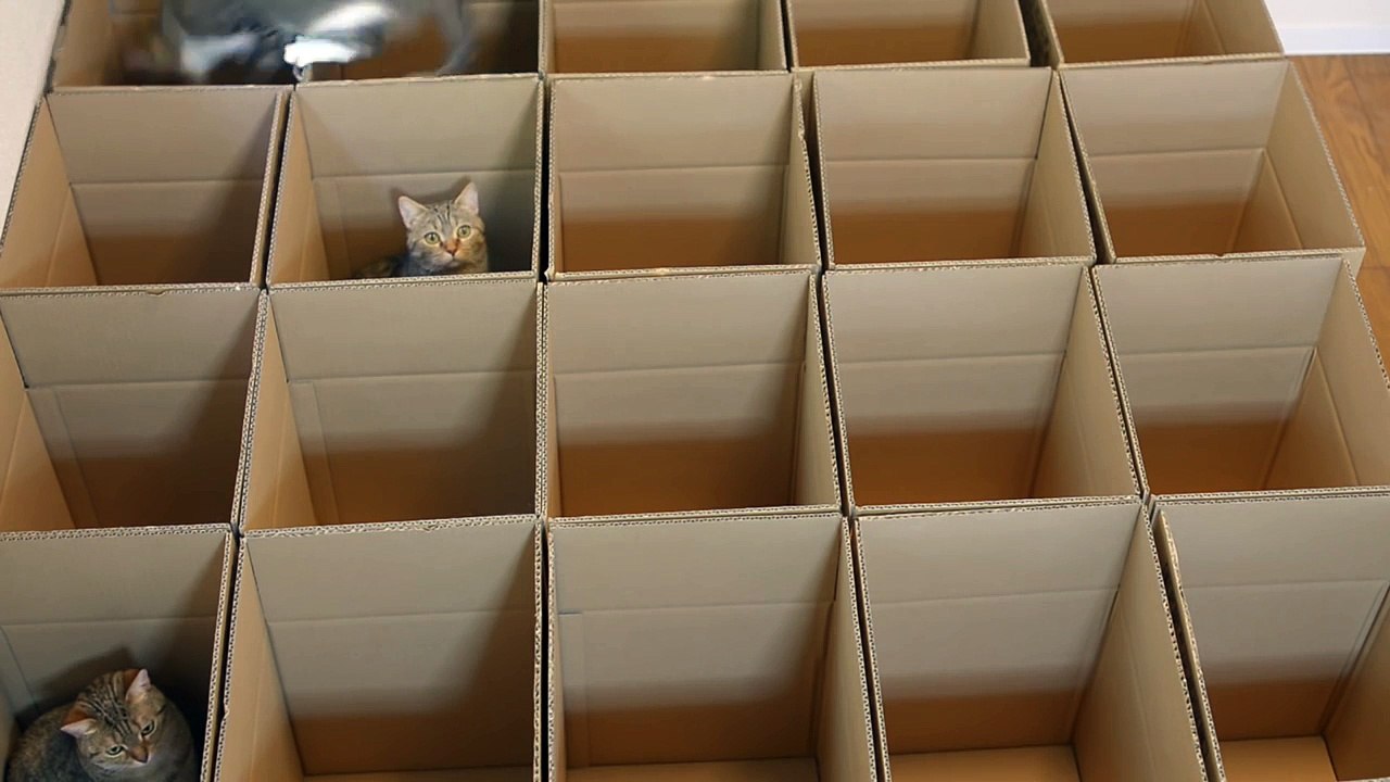 Le paradis des chats