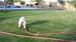 Boo the white schnauzer helps water the yard.  He has so much fun  :)