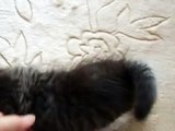 baby kitten walk　Siberian cat　サイベリアン　ラッコちゃん