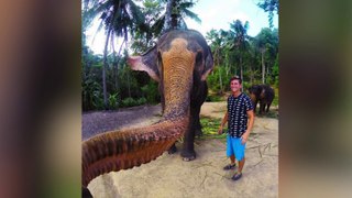 Elephant grabs tourists GoPro and takes worlds first elfie
