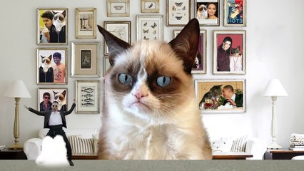 Psy Gentleman & Gangnam Style - Grumpy Cat Reaction