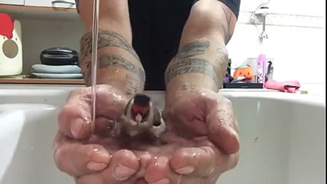 A cute little bird takes a bath human’s hands…