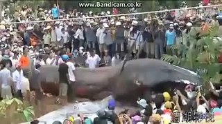 Worlds largest ANACONDA in Nepal after earth quack.
