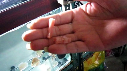 雙裕七彩漢堡 七彩神仙魚快速成長頂級漢堡