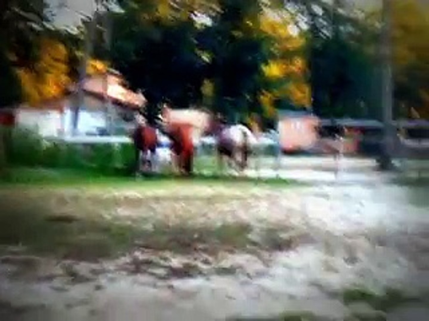 Colombian Horse Sex - Horses First Time Meeting Jack the Donkey!! Must See For Animal/Horse Lovers