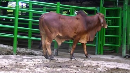 LOTE #27 REMATE DE GANADO PURO 15 DE NOV DE 2012 - TOROS PUROS PARA LA REPRODUCCIÓN