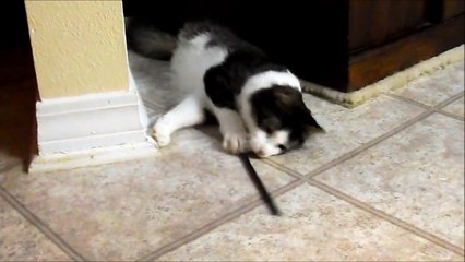 Anakin Playing with a Straw, Two Legged Cat