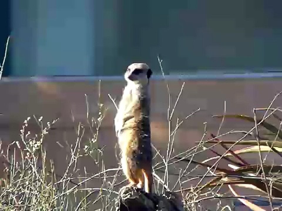 meerkat