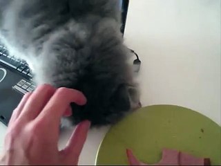 Naughty persian kitten! Hear the noise he makes!