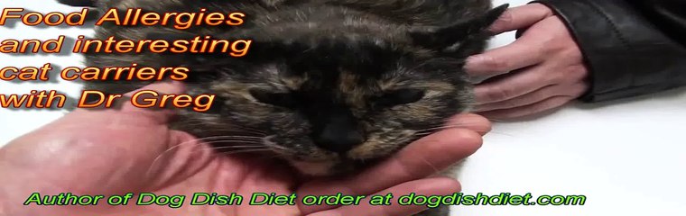 Kitty with itchy skin, food allergies, and "the cage"