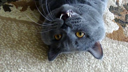 BoNzo - Relaxing Cat (Одинокий Британец приглашает невест)