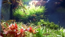 A Little Slice of Nature The Home Planted Aquarium #1