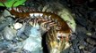 Giant centipede eating African Land Snail