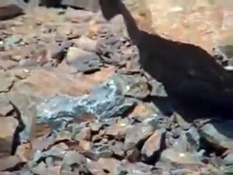 Hazrat Amina Bibi (r.a) ki Qabar-e-Mubarik. (Mukam-e-Abwa)