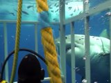 Большая белая акула крупным планом - нападение на аквалангиста