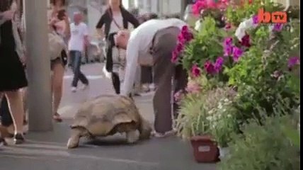 très impressionnant un vieux avec sa tortue