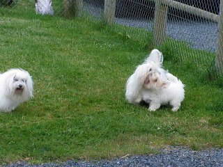 Pillywiggins  - Coton de Tuléar - mai 2015 - les filles s'amusent