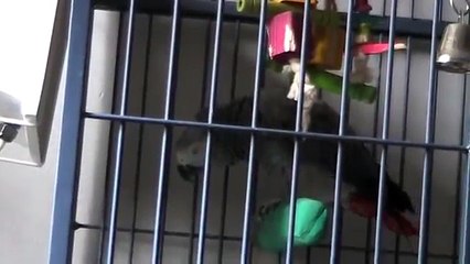 Tybalt the Indian Ringneck Parakeet - Flying Around in the Birdroom