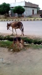 چلو گھر واپس -پاگل نہ بنو !!!