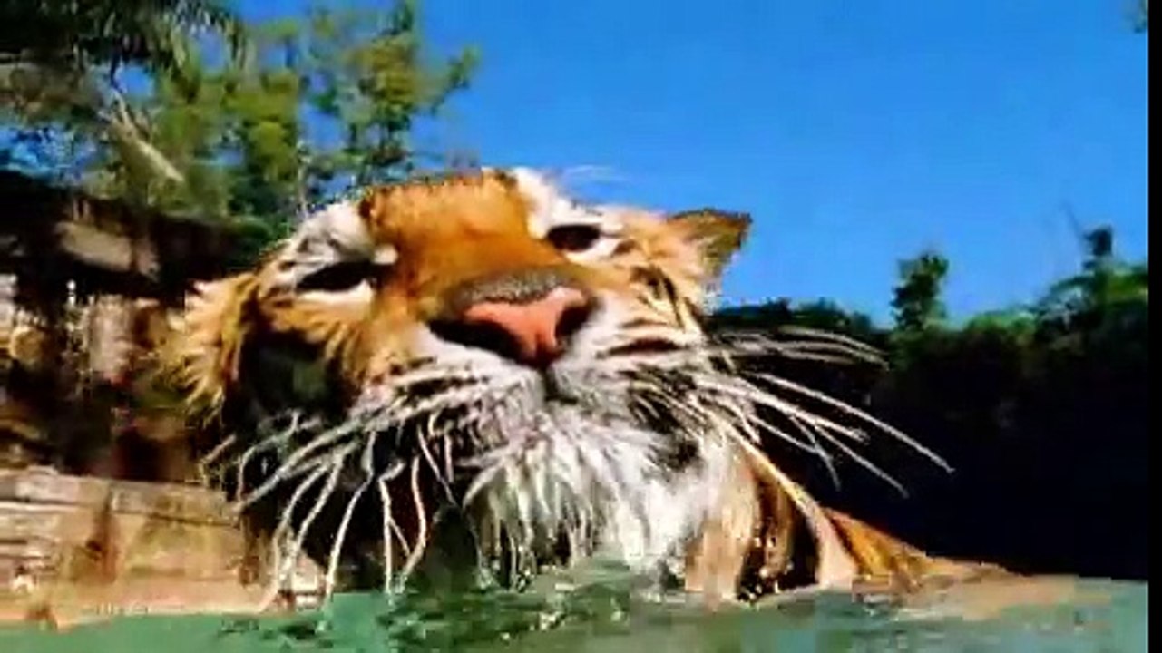 Nature's Perfect Predator Tiger