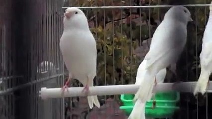 saimekadın ferroli kombi servisi 0312-279-15-16