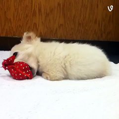 Nimble the puppy via Animals on Vine by?syndication=228326