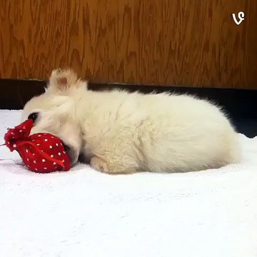 Nimble the puppy via Animals on Vine by?syndication=228326
