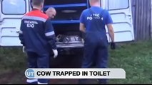 Russian Cow Rescue: Siberian emergency workers save animal trapped under public toilet