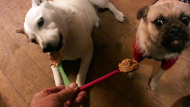Poppy (Pomeranian / Pug Cross) & Molly (Blue Healer / Jack Russell Cross) VS. Peanut Butter