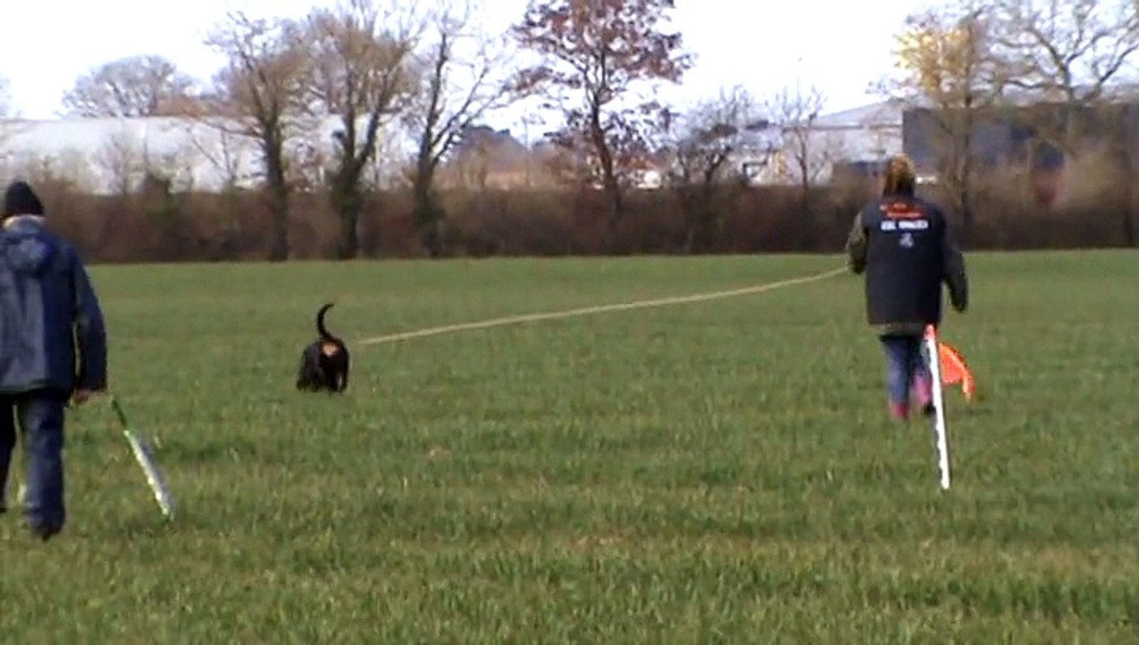 Piste au trait de pistage Français echelon 3 de Ki-Mor, rottweiler femelle