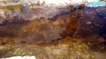 Suda ölümcül mücadele!