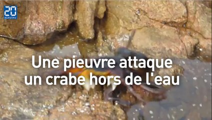 Une pieuvre surgit hors de l'eau pour attaquer un crabe