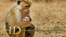 Monkey Kingdom [Full Movie] 720p HD
