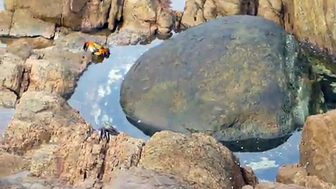 Un poulpe attaque un crabe pour le dévorer! Miam!!