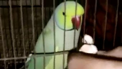 Amazing Pakistani Ringneck talking parrot - Pakfiles