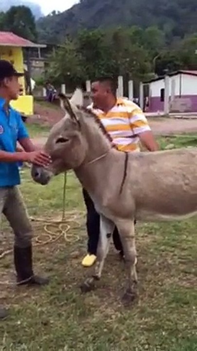 Donkey Ride