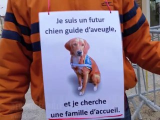 Les apprentis chiens guides d'aveugle manquent de familles d'accueil