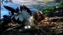 أفضل لقطات هجوم وأفتراس فى عالم الحيوان والطيور والبحارanimals animaux