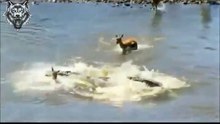 أكبر وأعضم مصيدة للغزلان من التماسيح وكأنها حفلة ترحيبanimals animaux