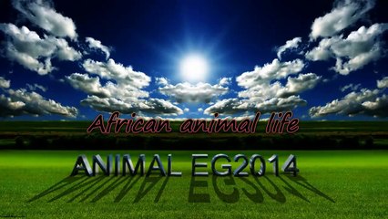 سبحان الله والملك لله ببغاء يردد ويقرء القرأن الكريم