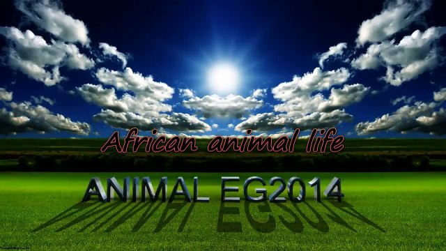 سبحان الله والملك لله ببغاء يردد ويقرء القرأن الكريم