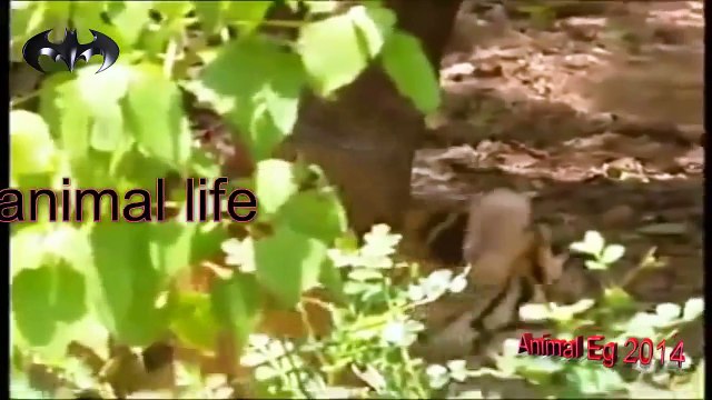قرد شقى جدا جدا لدرجة أنة أثار الجنون لنمرين.mp4