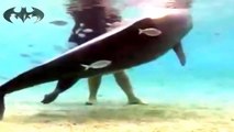 من أفضل المقاطع الفريدة جدا جدا أثناء ولادة الدلافين تحت الماء
