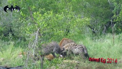 مواجهة حتمية وشرسة بين لبؤتين والضباع القمامة لمن يستولى على فريسة