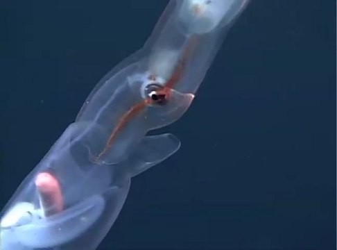 L’astucieux calmar pêcheur des profondeurs