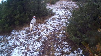 joly des forêts lacaunaises (10 mois) sur faisan !!