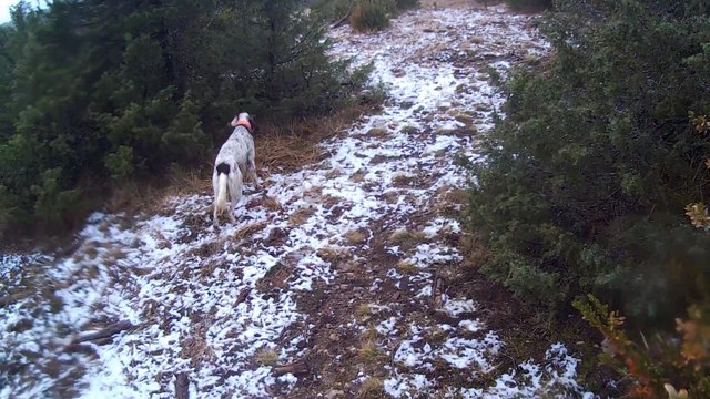 joly des forêts lacaunaises (10 mois) sur faisan !!