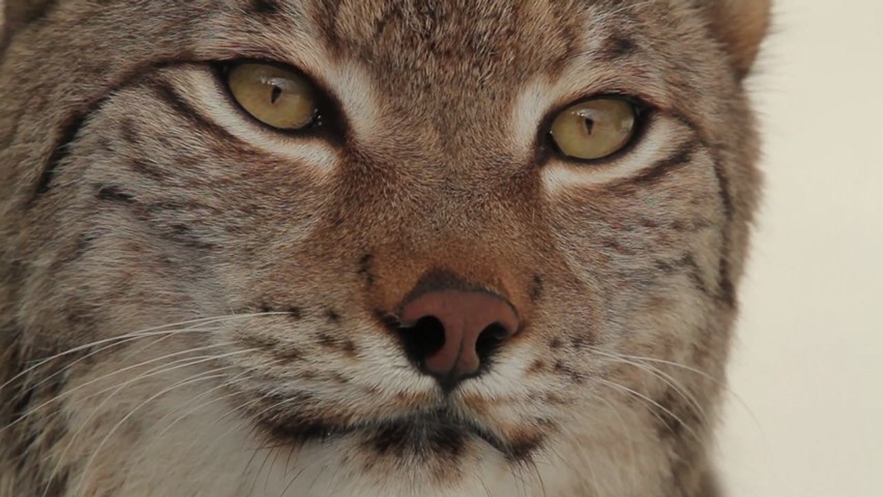 Le lynx, prédateur secret du Jura et des Vosges