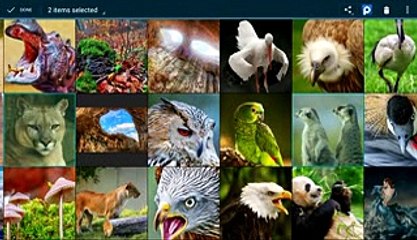 PhotoSuite 4 Pro Photo Editor